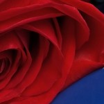 Have You Looked at the BBC Devotions Lately?